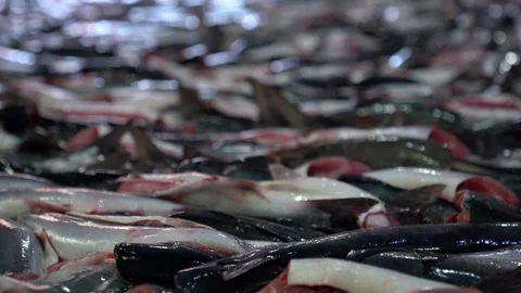 Fish processing. Many fish individuals ride on the conveyor. Video stock 174065192