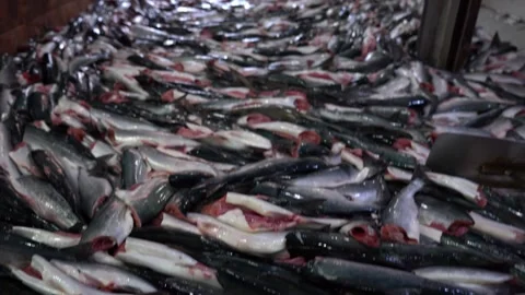Fish processing. Many fish individuals ride on the conveyor. Video stock 174065311