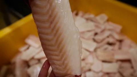 Fish Processing. Person Inspecting Piece of Fish. Man Holding White Flash in Video stock 73903299