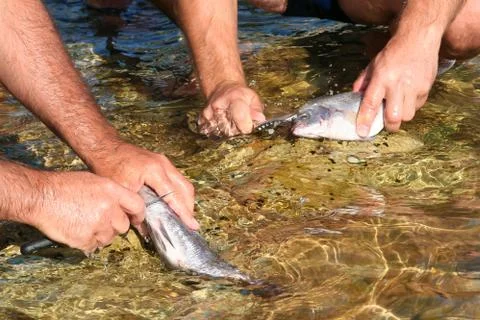 Fish processing Stock Photos