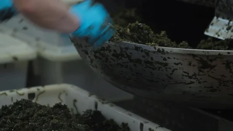 Fish processing plant. The cutter cuts seaweed salads, kelp, cabbage, flushing Stock Footage 125858293