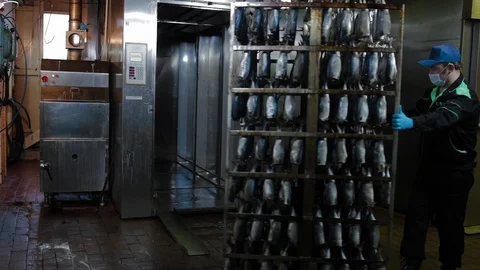 Fish processing plant. Fish of hot smoked. Fish processing plant. Sea food Stock Footage 125857914