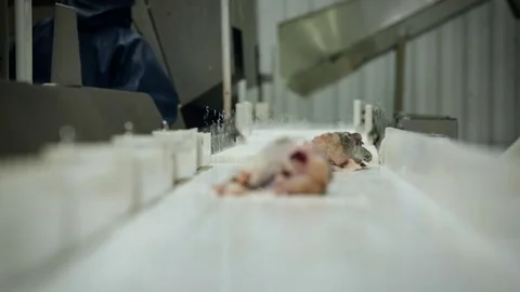 Fish Processing Plant. Fresh Salmon Falling From Tray, Moving on Conveyer. Stock Footage 73895007