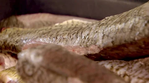 Fish processing plant, gutted carcasses of fish without head Stock Footage 102060944