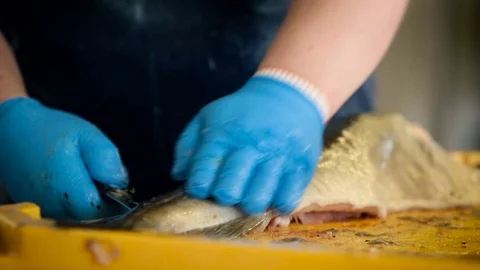 Fish Processing Plant. Male Worker in Gloves Preparing, Cutting Salmon Into Stock Footage 73896056