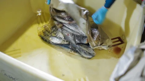 Fish Processing Plant at modern factory. Putting fresh fish in container Video stock 122061700
