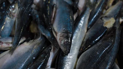Fish Processing Plant at modern factory. Pour salt water into a bucket with fish Video stock 122062037
