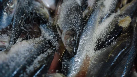 Fish Processing Plant at modern factory. Putting salt on fish container Stock Footage 122062104