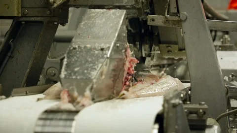 Fish Processing Plant. Murmansk. Salmon Moving on Conveyer. Cutting Equipment Stock Footage 73896173