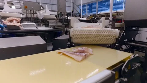 Fish Processing Plant. People Working in Shop. Pieces of Salmon on Conveyer. Stock Footage 73893283