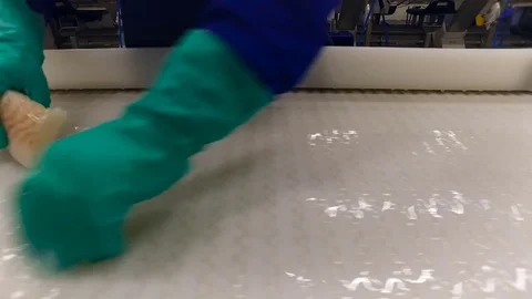 Fish Processing Plant. Person in Gloves Working on Conveyer, Inspecting Stock Footage 73894060
