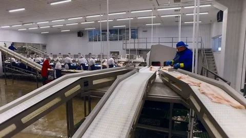 Fish Processing Plant. Salmon Moving up on Conveyers to Worker in Uniform. Few Stock Footage 73891874