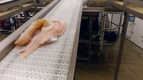 Fish Processing Plant. Salmon Moving up on Conveyers to Worker in Uniform. Few Stock Footage 73892059