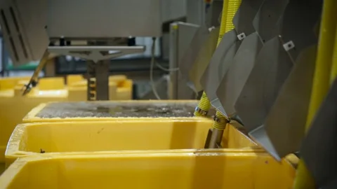Fish Processing Plant. Washing. Raw Salmon Falling to Water, Sliding From Tube. Stock Footage 73895225