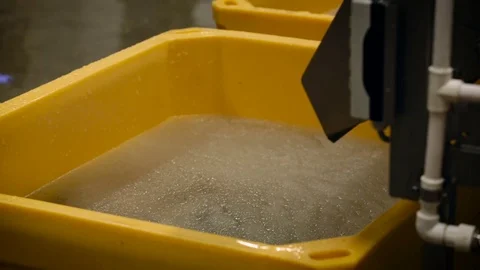 Fish Processing Plant. Washing. Raw Salmon Falling to Water, Jumping From Tube. Video stock 73895562