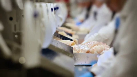 Fish Processing Plant. Women in Gloves and Uniform Cutting With Knife Slices of Stockbeeldmateriaal 73901532