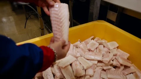 Fish Processing. Plant Worker Taking Out Piece of Meat, Inspecting Careful, Stock Footage 73903079