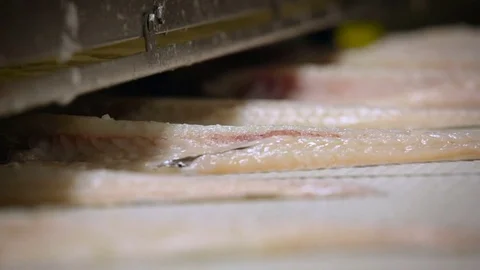 Fish Processing Plant. Worker in Uniform Putting Pieces of Salmon on Conveyer Stock Footage 73897204
