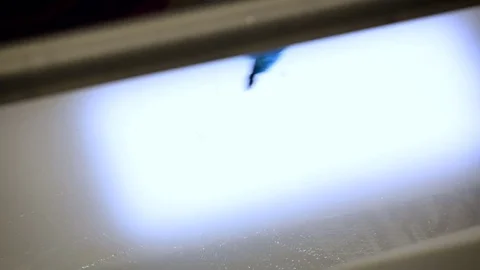 Fish Processing. Preparation Table. Worker in Glove Inspecting Thin Slices of Stock Footage 73899850