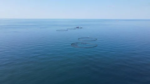 Fish Production Ponds Stock Footage 332163445