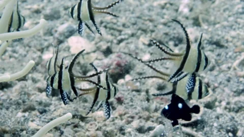 Fish Pterapogon kauderni is fish found in western Pacific Ocean. Stock Footage 232772867