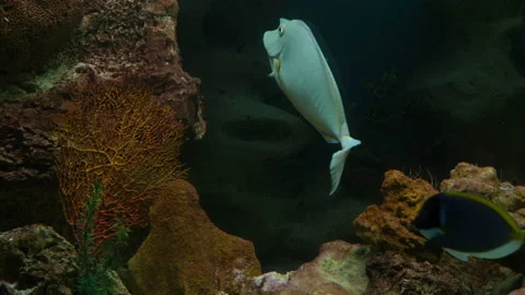 Fish in the public aquarium Stock Footage 126704538