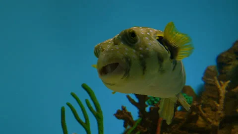 Fish in the public aquarium Stock Footage 126704798