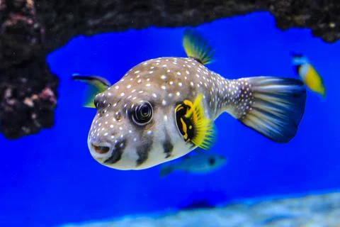 Fish a pufferfish swims Stock Photos