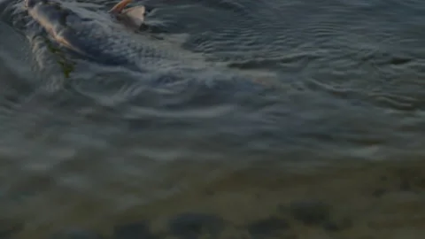 Fish pulling bait in clean lake water Stock-Footage 143914998