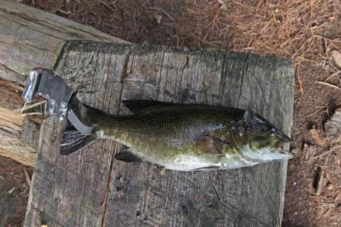 Fish Ready to Clean Stock Photos