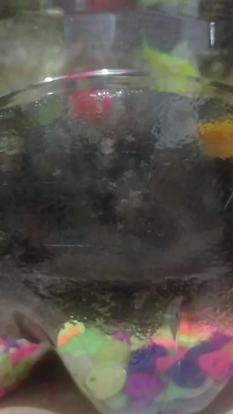 Fish in the Recycle Aquarium Stock Footage 274181367