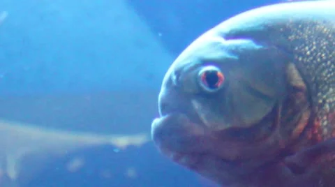 Fish with red eye Stock Footage 52349441