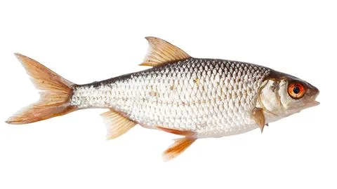 A fish with a red eye is shown on a white background Stock Photos