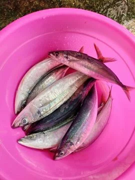 Fish in a red pan Stock Photos