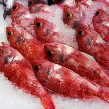 Fish red Foto stock