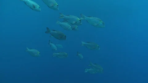 Fish Red Sea Stock-Footage 58504962