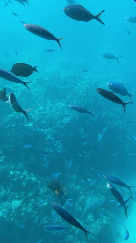 Fish in the Red Sea. Stock Footage 238014271