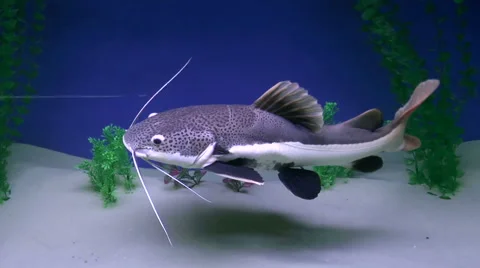 Fish, Red-Som Stock Footage 43809578