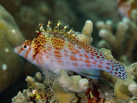 Fish with red spots, Dwarf Hawkfish (Cirrhitichthys falco), resting on corals, Foto stock