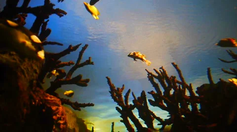 Fish on a Reef, from below Vídeo Stock 923986