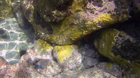 Fish reef Stock Footage 42715518
