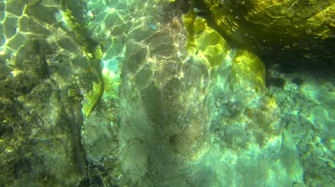 Fish reef Stock Footage 42716042