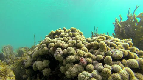 Fish reef Stock Footage 42716074