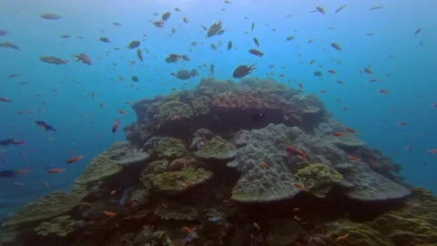 Fish reef Stock Footage