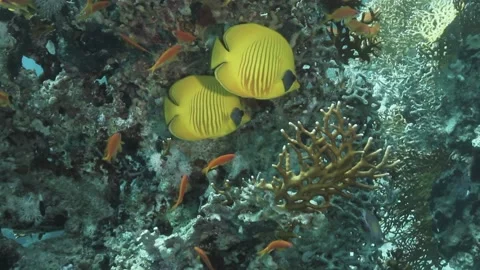 Fish in Reef Stock Footage 170774901