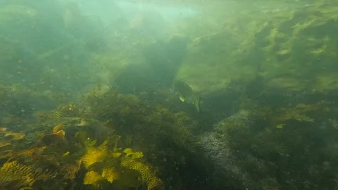 Fish on the reef Stock Footage 249363190