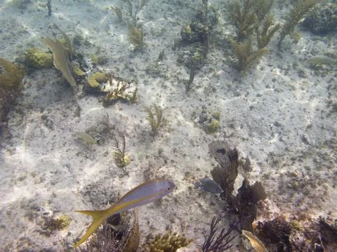Fish in a reef Stock Photos