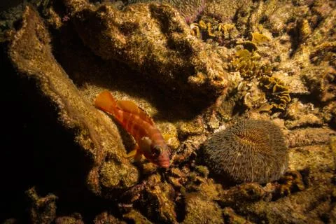 Fish on a reef Stock Photos