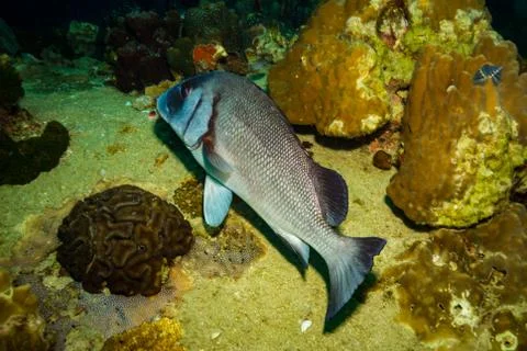 Fish on a reef Stock Photos