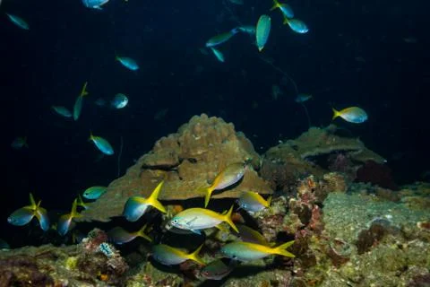 Fish on a reef Stock Photos